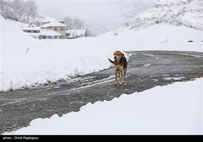 بارش برف سنگین در منطقه گردشگری اشکورات گیلان