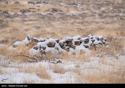 پوشش گیاهی جزایر استپی است و بخش‌هایی از جزیره پوشیده از درختان پسته وحشی، بادام کوهی است ، به دنبال تغییرات اقلیمی و خشک شدن دریاچه ارومیه ، بارش برف در جزایر دریاچه نسبت به دهه های گذشته کاهش قابل توجهی داشته است 