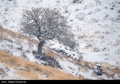 الطبیعة الشتویة فی جزر بحیرة أرومیه