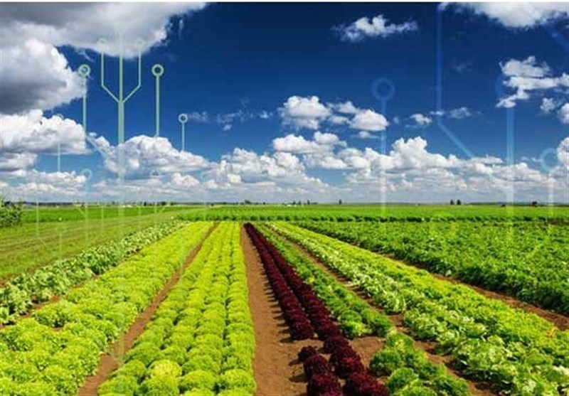 اقتصاد کشاورزی دانش بنیان راهکار افزایش درآمد سرانه بهره‌برداران بخش کشاورزی است