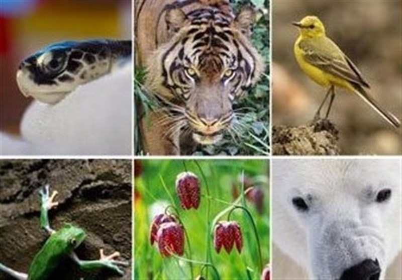 چرا و چگونه از تنوع زیستی محافظت کنیم؟