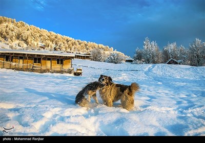 طبیعت برفی ارتفاعات روستای اولسبلنگاه - ماسال