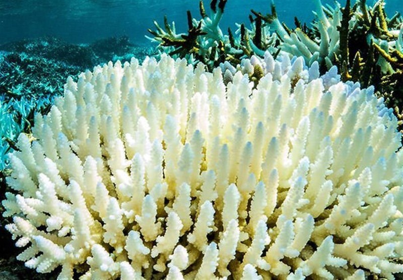 سلامت مرجان‌های سواحل مکران توسط غواصان محیط زیست پایش شد