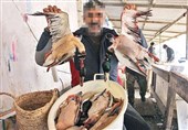 درخواست تعطیلی بازار پرندگان فریدونکنار به دنبال کشتار پرندگان مهاجر