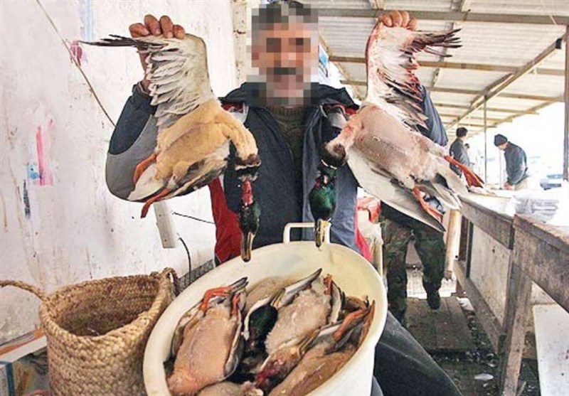 ادامه &quot;کشتار پرندگان مهاجر&quot; در سواحل شمالی/ این رسم میهمان‌نوازی نیست!