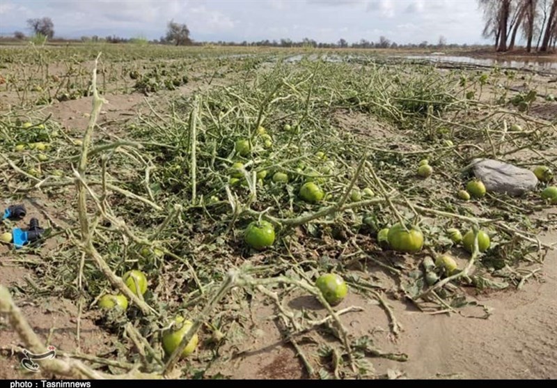 خسارت بارندگی شدید، تگرگ و سیلاب به مزارع هرمزگان/محصولات کشاورزی از بین رفت+تصاویر