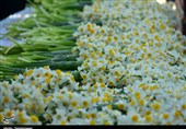 برداشت 22 میلیون شاخه گل نرگس در خراسان جنوبی + تصاویر