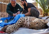 انتقال یک پلنگ ایرانی به باغ وحشی در کردستان عراق