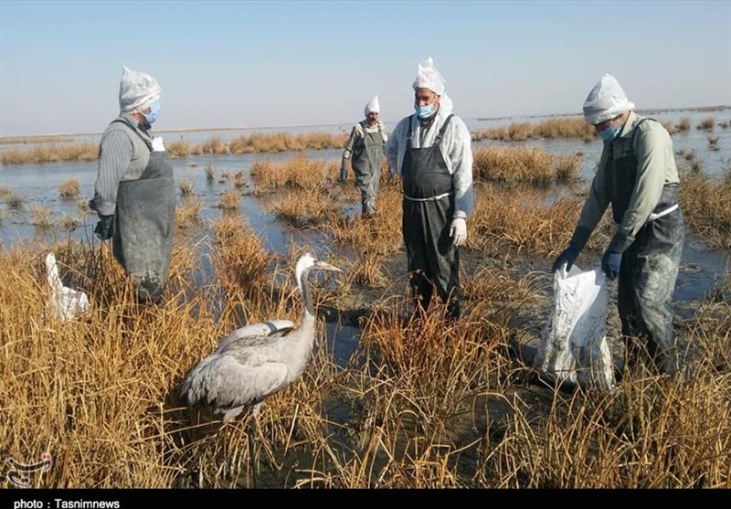 تلفات آنفلوآنزای فوق حاد پرندگان در تالاب میقان به 1292 بال پرنده رسید+فیلم