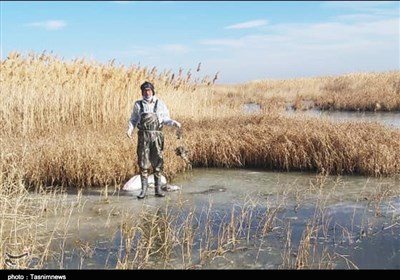 پرندگان،تالاب،ميقان،آنفلوانزاي،حاد،منطقه،تلفات،كنترل،بيماري،زيست