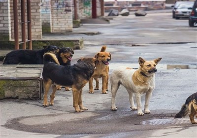  "سگهای ولگرد" سالانه جان ۳۵۰۰۰ انسان را می‌گیرند!/ امکان صادرات سگ‌های ولگرد به چین و کره جنوبی 