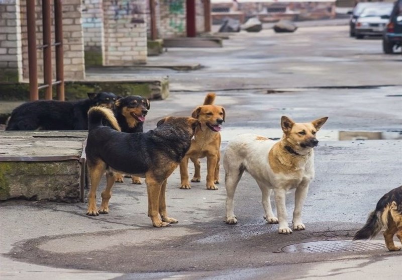 &quot;سگهای ولگرد&quot; سالانه جان 35000 انسان را می‌گیرند!/ امکان صادرات سگ‌های ولگرد به چین و کره جنوبی