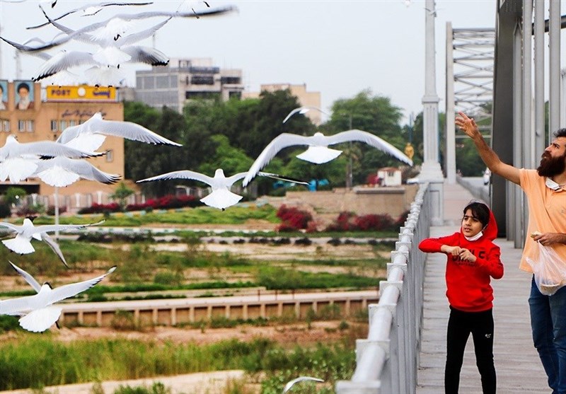هشدار فعالان محیط زیست به مردم اهواز‌‌ / به پرندگان زیبای مهاجر در پل سفید غذا ندهید