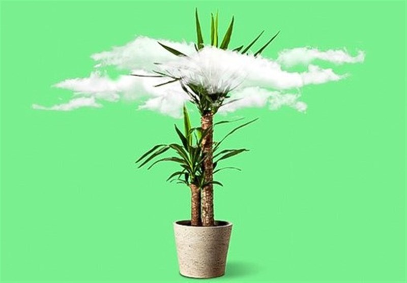 5 گیاه خانگی مؤثر در کاهش آلودگی هوا