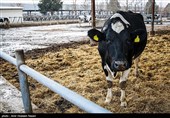10 روستای بدون دامپزشک در میامی؛ نبود دامپزشک دامداران فرومد را آزار میدهد