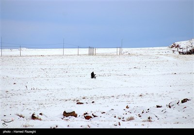 بارش برف در ابهر - زنجان