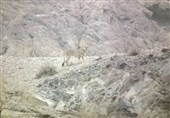 مشاهده یوزپلنگ ایرانی در یزد پس از 6 سال + عکس