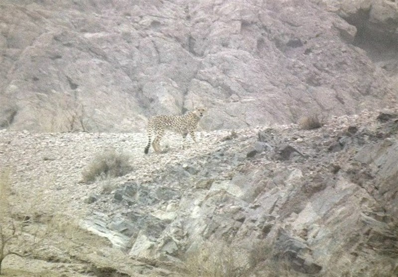 مشاهده یوزپلنگ ایرانی در یزد پس از 6 سال + عکس