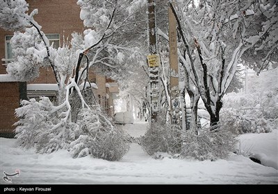 خسارت های ناشی از بارش برف - سنندج 