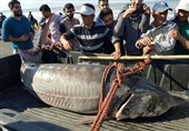 ماهی 210 کیلوگرمی در مازندران صید شد + تصویر