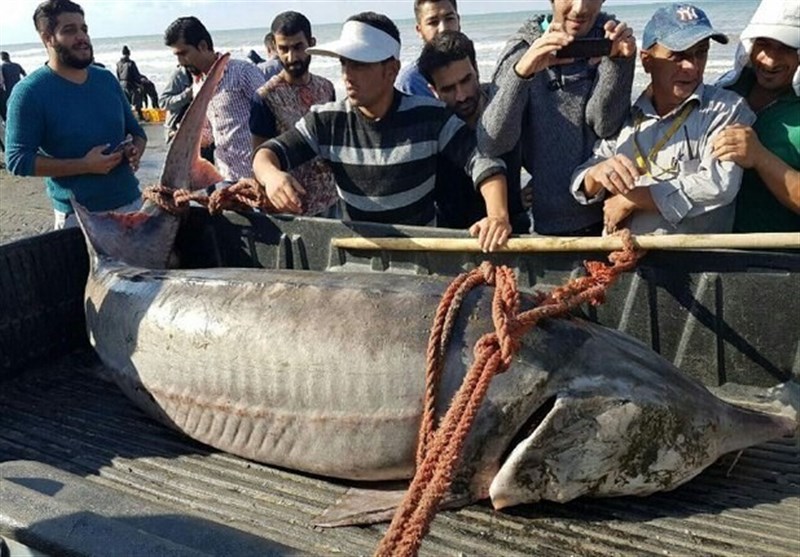 ماهی 210 کیلوگرمی در مازندران صید شد + تصویر