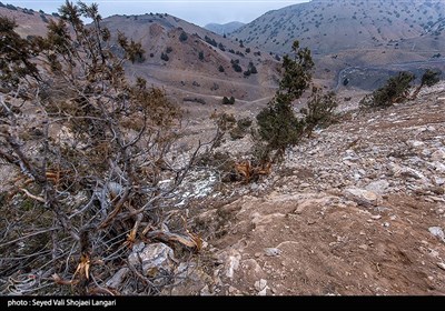 تخریب درختان اورس در ارتفاعات مازندران