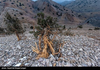 تخریب درختان اورس در ارتفاعات مازندران