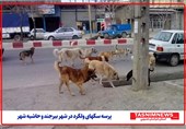 پرسه سگ‌های ولگرد در شهر بیرجند/ مردم در روز روشن هم دیگر امنیت ندارند