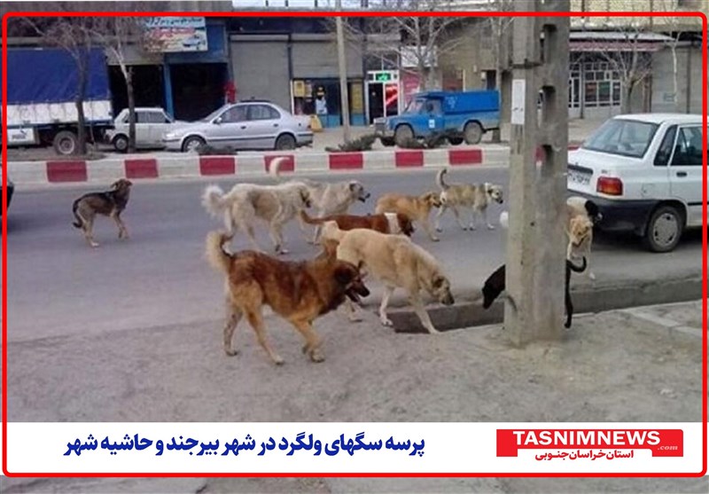 پرسه سگ‌های ولگرد در شهر بیرجند/ مردم در روز روشن هم دیگر امنیت ندارند