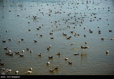 مرغان دریایی -شیراز