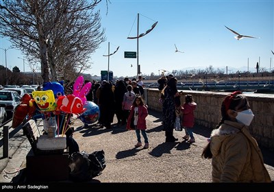 مرغان دریایی -شیراز