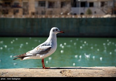 مرغان دریایی -شیراز