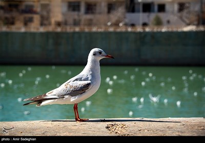 Shiraz Hosting Migratory Birds in Winter