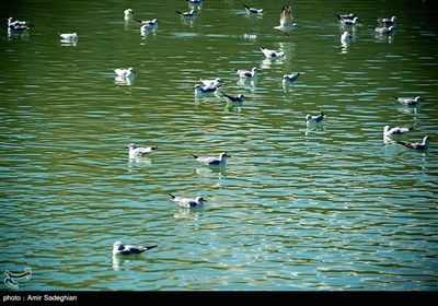 مرغان دریایی -شیراز