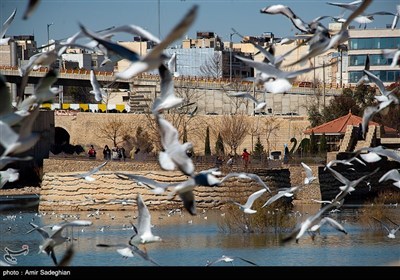 مرغان دریایی -شیراز