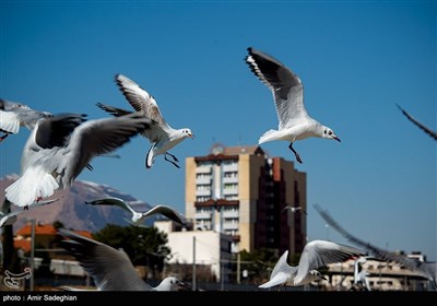 Shiraz Hosting Migratory Birds in Winter