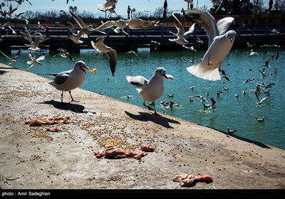 Shiraz Hosting Migratory Birds in Winter