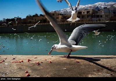 Shiraz Hosting Migratory Birds in Winter