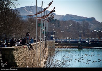 Shiraz Hosting Migratory Birds in Winter