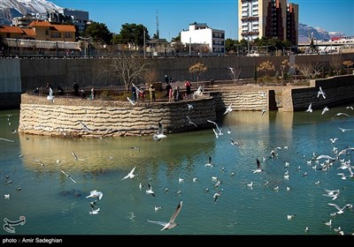 مرغان دریایی -شیراز