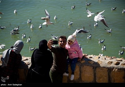 مرغان دریایی -شیراز