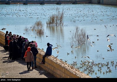 مرغان دریایی -شیراز