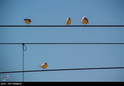 Shiraz Hosting Migratory Birds in Winter