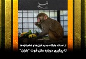 از احداث جایگاه جدید فیل‌ها و شامپانزه‌ها تا پیگیری درباره علل فوت &quot;باران&quot;