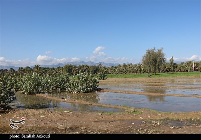 خسارت سیل به مزارع و باغات کشاورزی جنوب استان کرمان به روایت تصویر