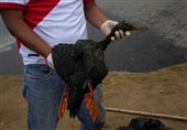 Peru Declares Environmental Emergency in Coastal Area Fouled by Oil Spill