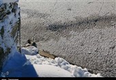دریاچه زریبار مریوان یخ بست+تصاویر