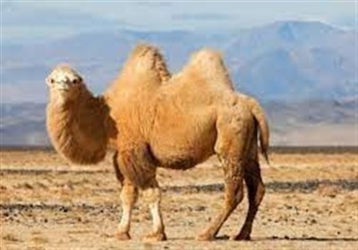 شتر،نگهداري،مركز،تكثير،اردبيل،حسيني،جمعيت