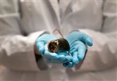 Chinese Scientists Say Omicron&apos;s DNA Evolved in Rodents before Jumping to Humans