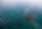 آلودگی نفتی دریای عمان پاکسازی شد + فیلم